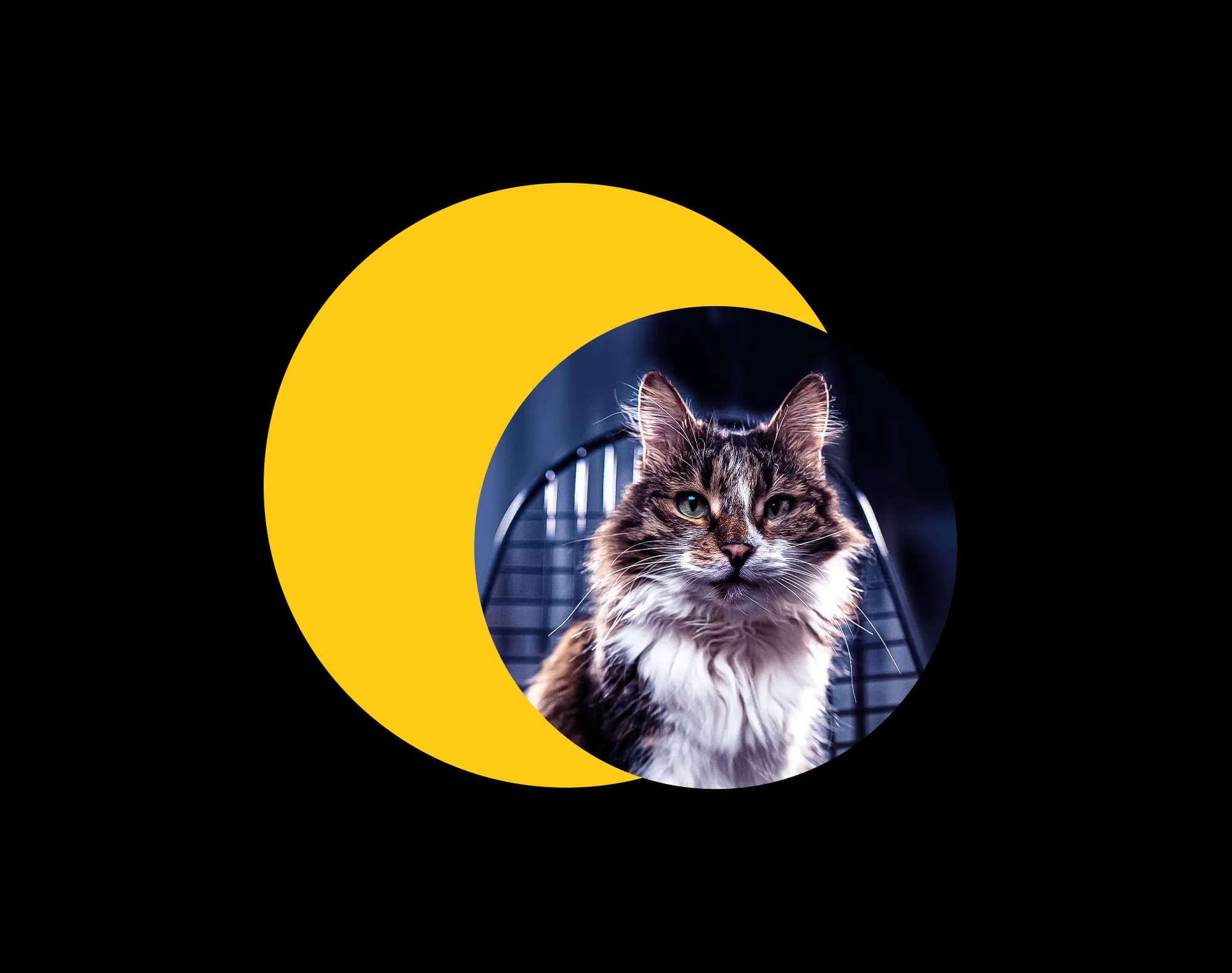 Kissa die Katze